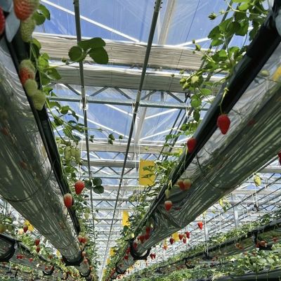 High Light Transmission Glass Greenhouse for Flowers Package Gross Weight 100.000kg