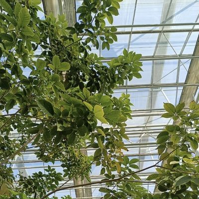 High Light Transmission Glass Greenhouse for Flowers Package Gross Weight 100.000kg