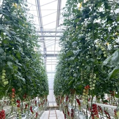 Double Layer Glass Greenhouse Hydroponics System for Flower Cultivation 30 Day Refund