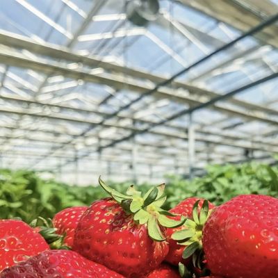 Double Layer Glass Greenhouse Hydroponics System for Flower Cultivation 30 Day Refund