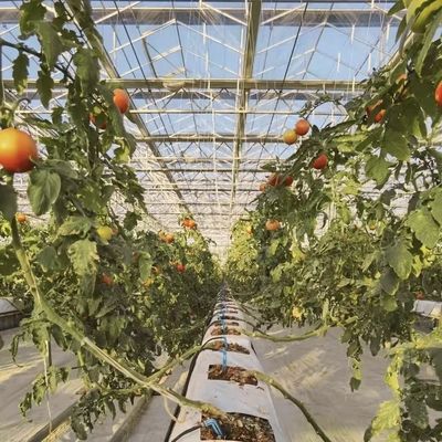 Multi-System Glass Greenhouse for Flowers Customization Made to Your Specifications