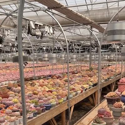 Multi-System Glass Greenhouse for Flowers Customization Made to Your Specifications