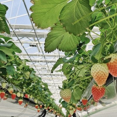 Multi-System Glass Greenhouse for Flowers Customization Made to Your Specifications
