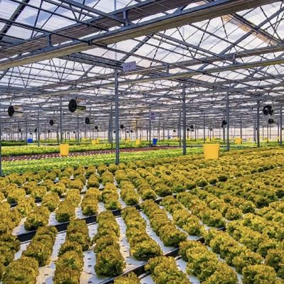 Multi-System Glass Greenhouse for Flowers Customization Made to Your Specifications