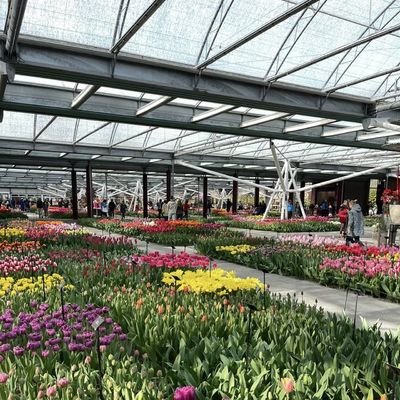 Multi-System Glass Greenhouse for Flowers Customization Made to Your Specifications