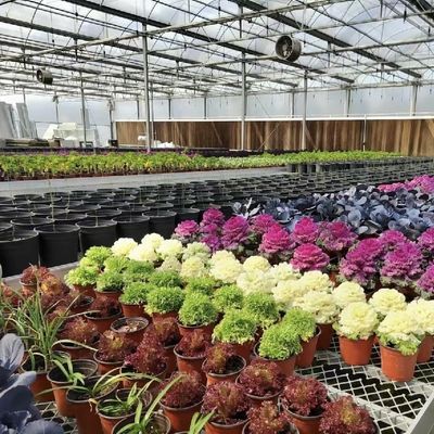 Glass Roof Greenhouse for Flower Growing Initial Payment and Affordable Shipping Cost