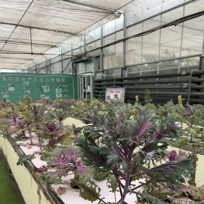 High Light Transmission Glass Commercial Greenhouse Hydroponic Setup for Full Payment