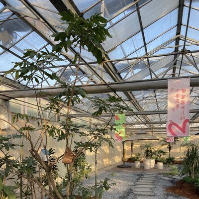 Single Layer Glass Greenhouse for Vegetable Farming Enhance Your Farming Efficiency