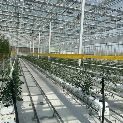 Single Layer Glass Greenhouse for Vegetable Farming Enhance Your Farming Efficiency