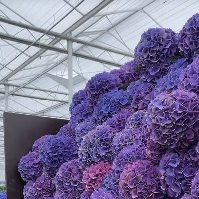 Single Layer Glass Greenhouse for Vegetable Farming Enhance Your Farming Efficiency