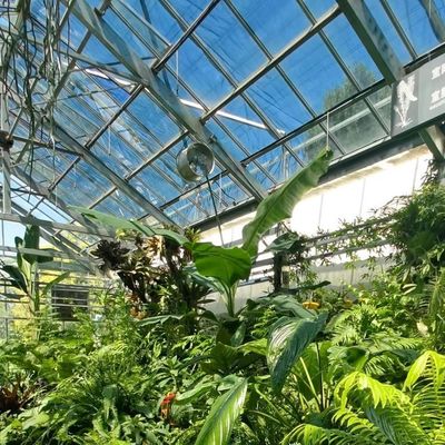 80.000kg Package Gross Weight Drip Irrigation Glass Greenhouse with Vegetables