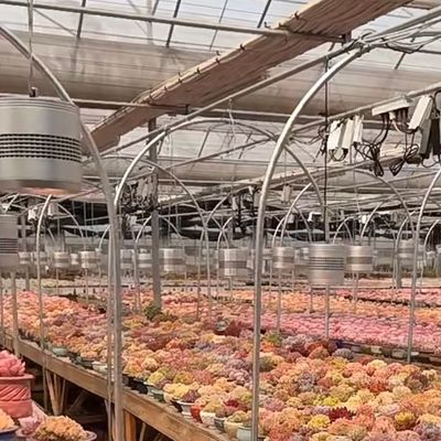 Float Glass Greenhouse for Vegetables Multi Span Design Customized Request Accepted