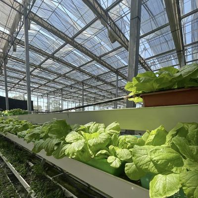 Float Glass Greenhouse for Vegetables Multi Span Design Customized Request Accepted