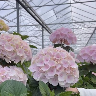 Float Glass Greenhouse for Vegetables Multi Span Design Customized Request Accepted