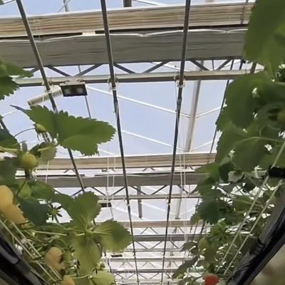 Large Shading Screen Glass Greenhouse Hydroponic System for Optimal Crop Cultivation