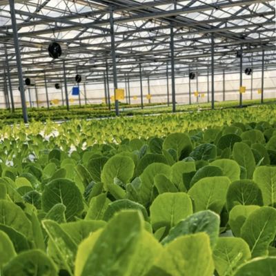 Large Shading Screen Glass Greenhouse Hydroponic System for Optimal Crop Cultivation