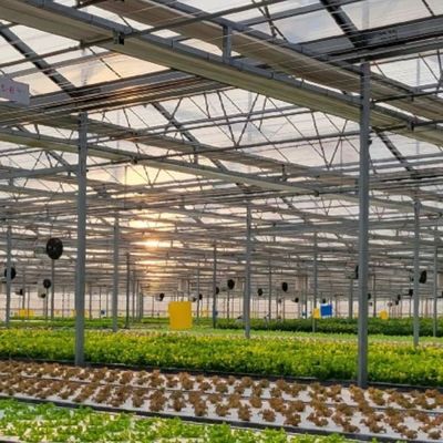 Type Roof Glass Commercial Greenhouse Hydroponic Setup for Year-Round Availability