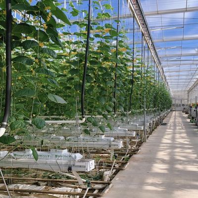 Type Roof Glass Commercial Greenhouse Hydroponic Setup for Year-Round Availability