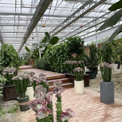 Type Roof Glass Commercial Greenhouse Hydroponic Setup for Year-Round Availability