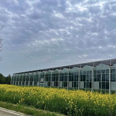Initial Payment Chinese Origin Glass Greenhouse with Hydroponic System Multi Span