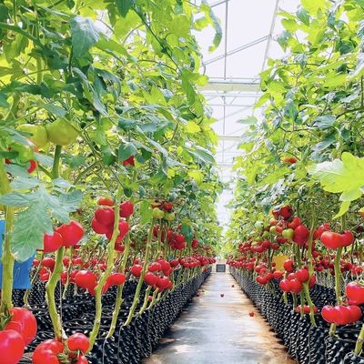 Initial Payment Chinese Origin Glass Greenhouse with Hydroponic System Multi Span
