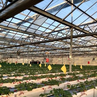 Initial Payment Chinese Origin Glass Greenhouse with Hydroponic System Multi Span