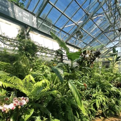 Initial Payment Chinese Origin Glass Greenhouse with Hydroponic System Multi Span