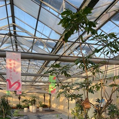 Hydroponic System Multi-Functional Glass Greenhouse JX-A00303 for Optimal Crop Growth