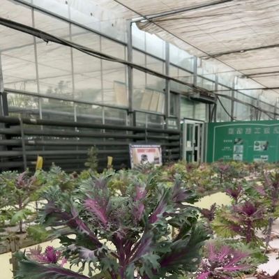 Reasonably Priced Glass Greenhouse Hydroponic System for Maximum Space Utilization
