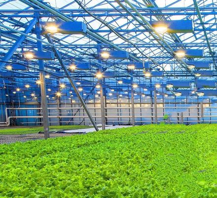 US Float Single Span Greenhouse for Vegetables/Fruits/Flowers and Return refunds