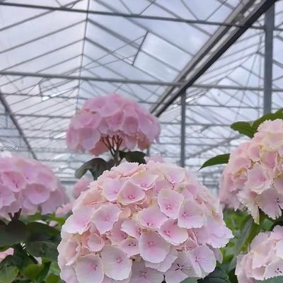 Multi Span Modern Glass Greenhouse Hydroponic Vegetable System for Market Span Multi