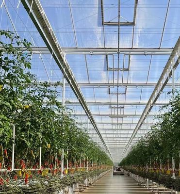 Vegetable Tree Cultivation Multi Shading Screen System Greenhouse in Steel Structure