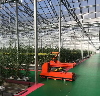 Commercial Greenhouse JX-h0075 Hydroponic Growing System for Vegetable Production
