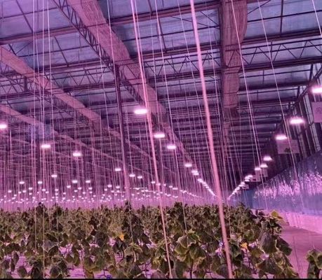 Commercial Greenhouse JX-h0075 Hydroponic Growing System for Vegetable Production