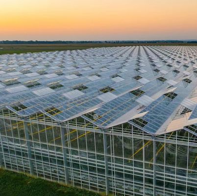 Commercial Greenhouse JX-h0075 Hydroponic Growing System for Vegetable Production