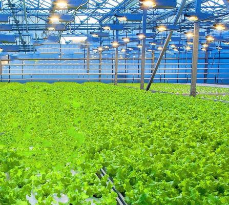 Commercial Greenhouse JX-h0075 Hydroponic Growing System for Vegetable Production