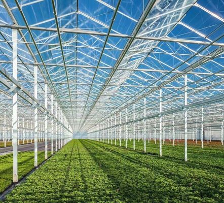 Steel Structure Venlo Hydroponics Growing System for Hydroponic Vegetable Cultivation