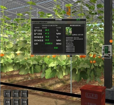Steel Structure Venlo Hydroponics Growing System for Hydroponic Vegetable Cultivation