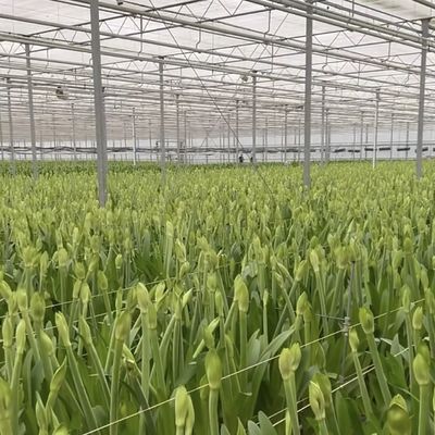 Hydroponic Growing System Glass Greenhouse for Double Layer Roofing Shape a Type Roof