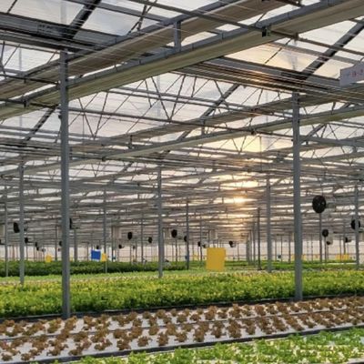 Hydroponic Growing System Glass Greenhouse for Double Layer Roofing Shape a Type Roof