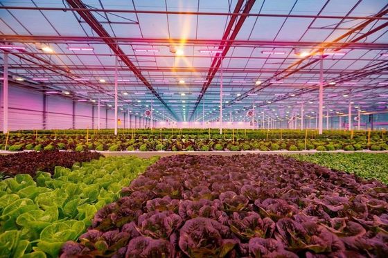 80.000kg Package Gross Weight Glass Greenhouse with Hydroponics and Shipping Cost