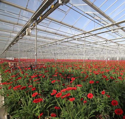 Double Layer Vegetable Planting Greenhouse with Drip Irrigation and Steel Structure
