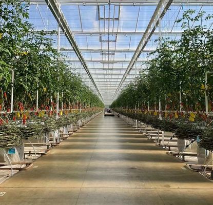 Double Layer Vegetable Planting Greenhouse with Drip Irrigation and Steel Structure
