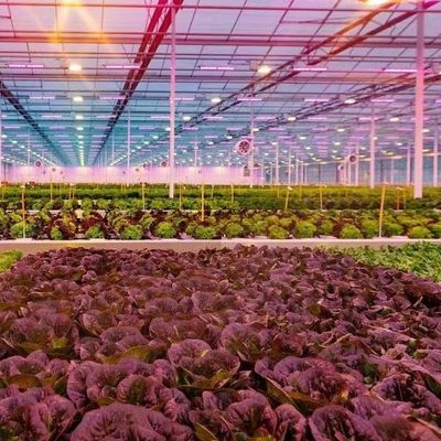 Type Roof Hydroponics Growing System Suitable for Your Customer's Requirements
