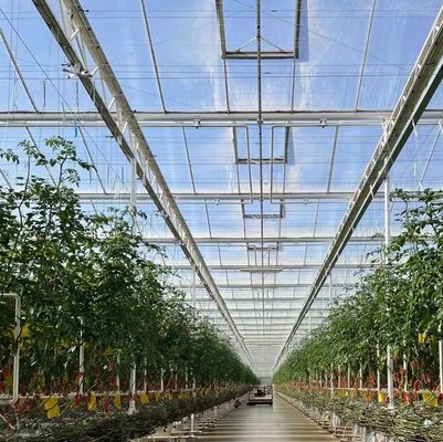 Roofing Shape Multi Span Type Glass Greenhouse With Hydroponics