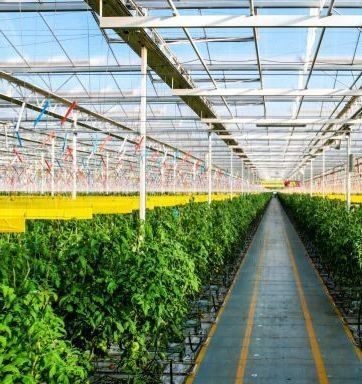 Roofing Shape Multi Span Type Glass Greenhouse With Hydroponics