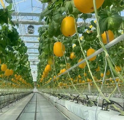 Roofing Shape Multi Span Type Glass Greenhouse With Hydroponics