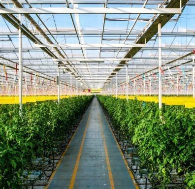 Good Light Transmission Glass Cover Venlo Greenhouse with Customization Option