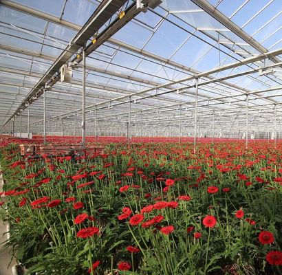 Polycarbonate Sheet Greenhouse Green House Rdgu0808h-10mm with US and Farm Equipment