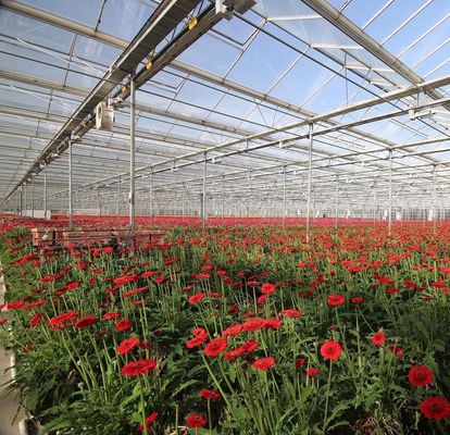 Venlo-Style Roof Double Layer Plastic Film Hydroponic Seedling System for Agriculture